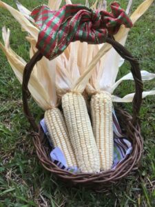 ‘Hastings Prolific’: An Heirloom Dent Corn Variety for Gardeners, Part 2 Image